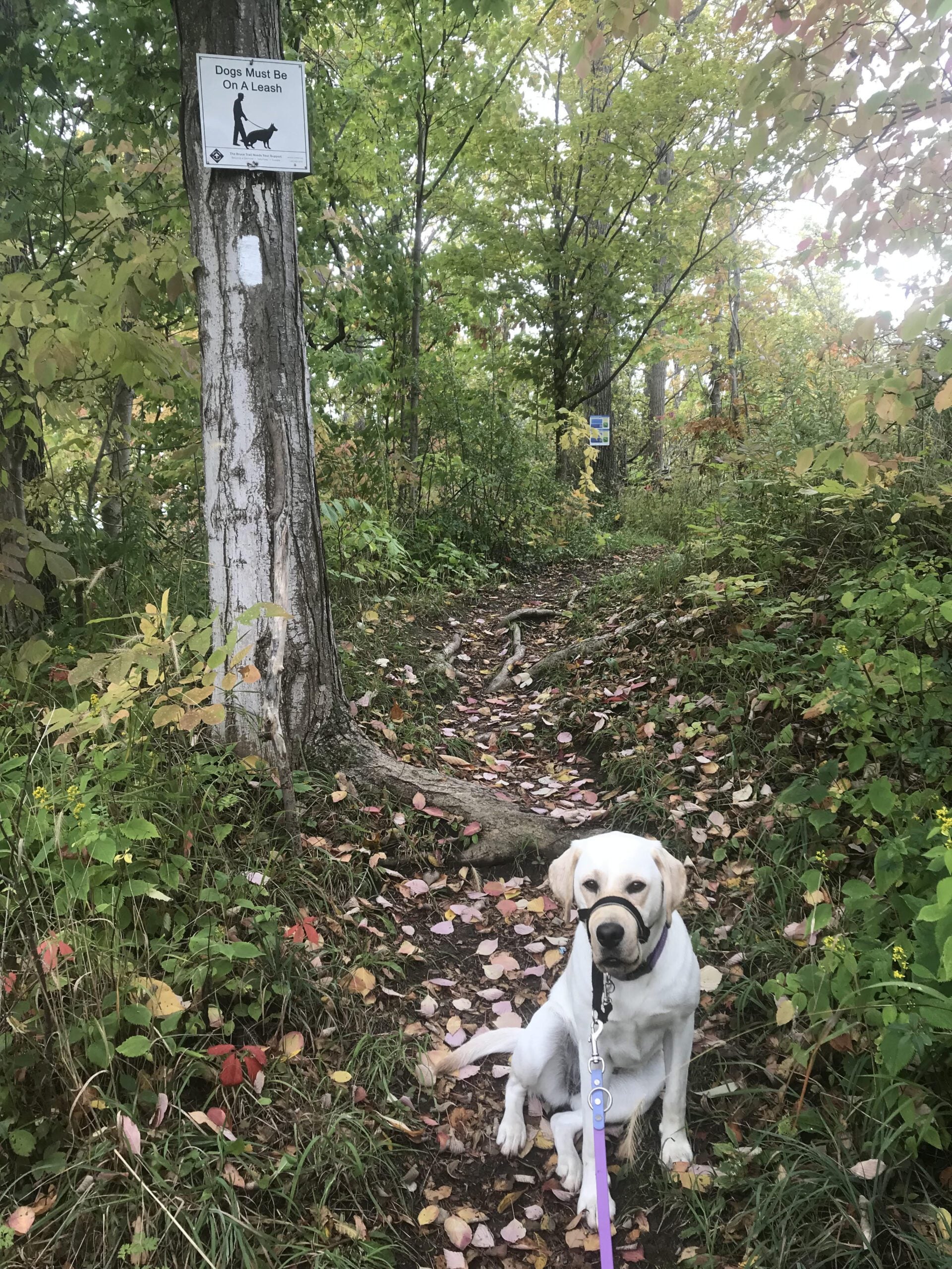 Dog Pack Walk