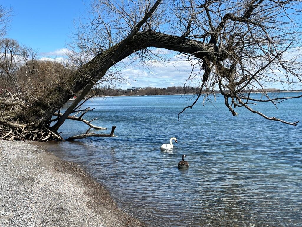 Urban Walk: Lynde Shores Conservation Area - Bruce Trail Conservancy ...